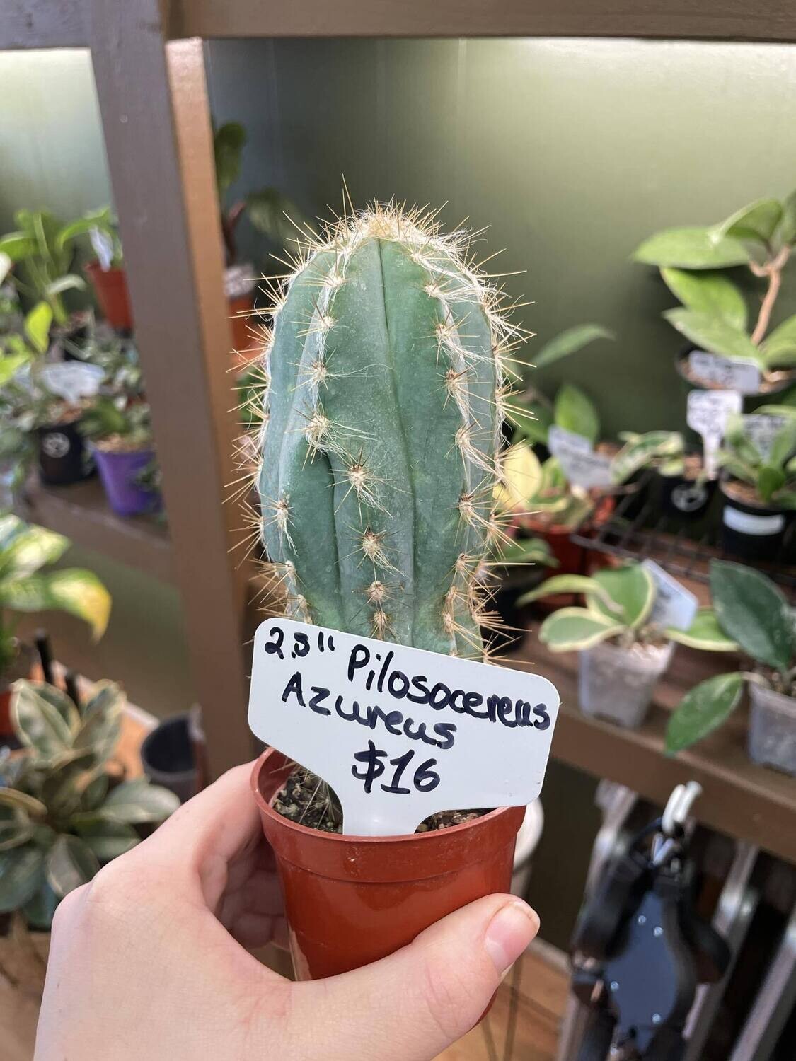 2.5&quot; Pilosocereus Azureus