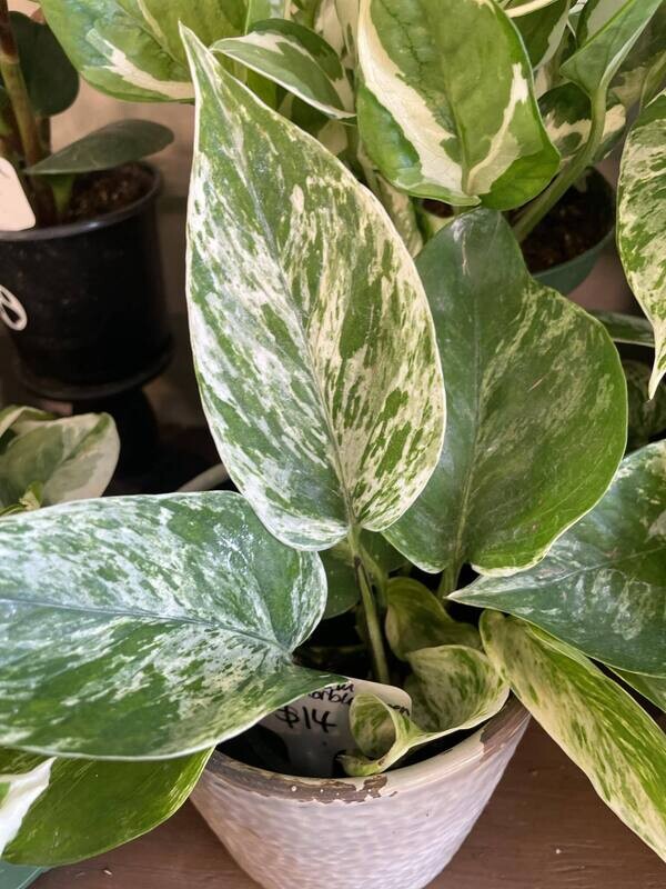 4&quot; Epipremnum Aureum Marble Queen (Pothos)