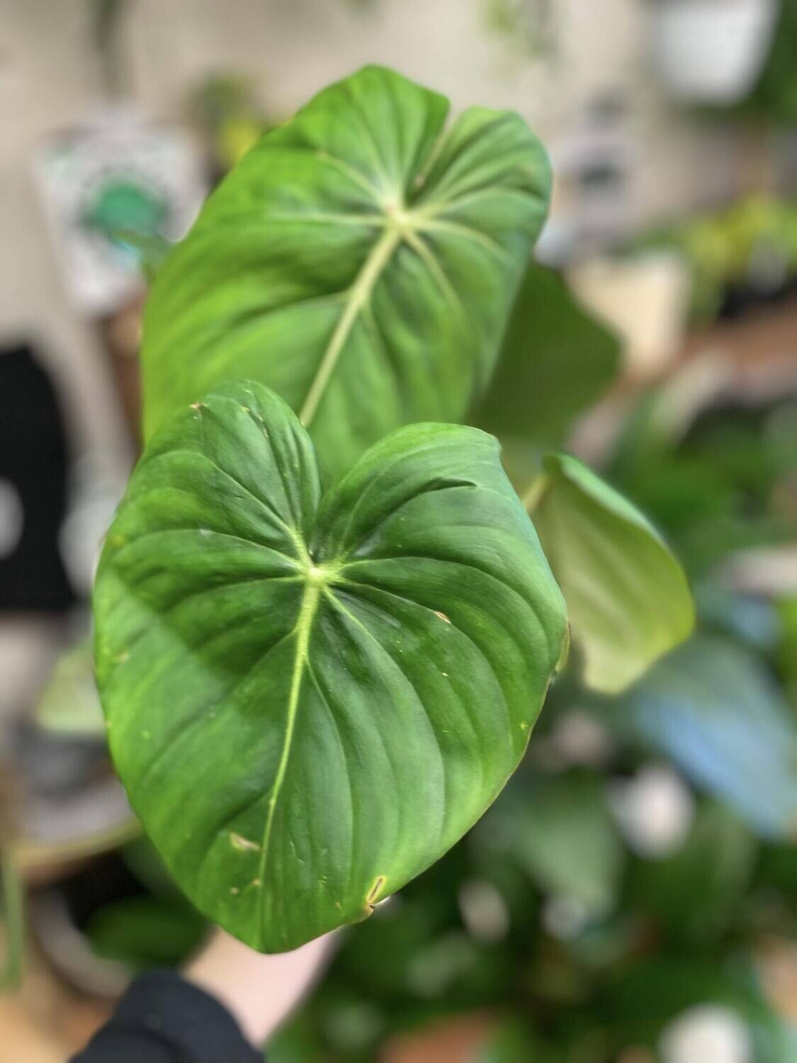 4&quot; Philodendron Pastazanum