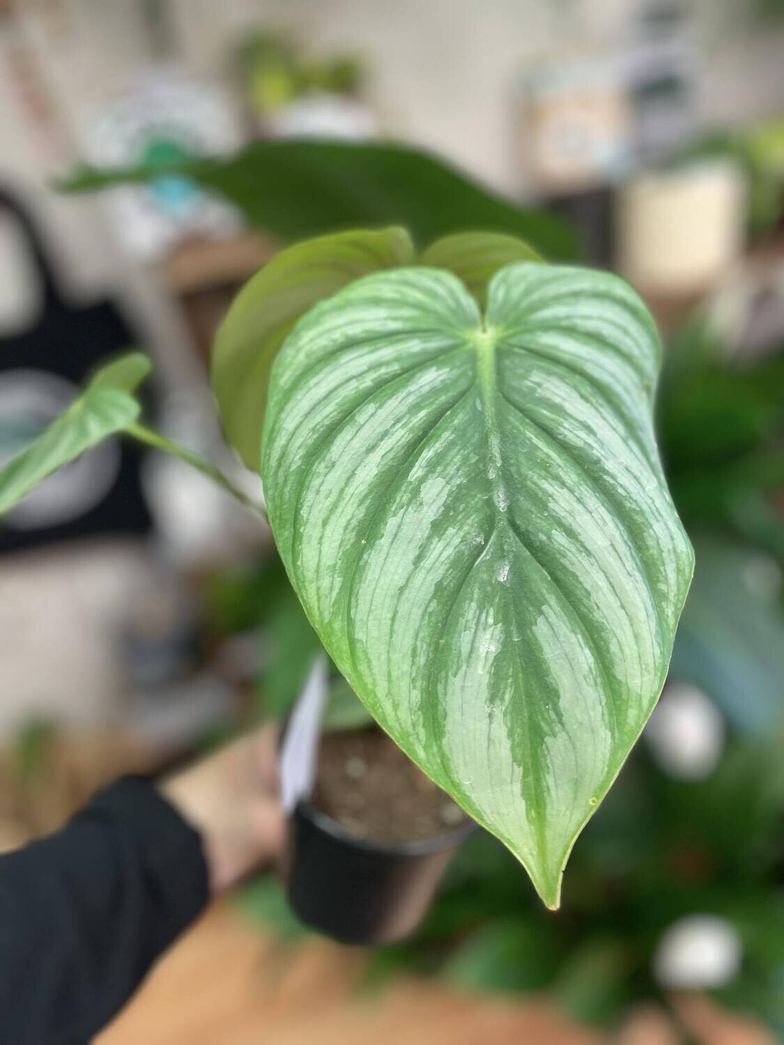 4&quot; Philodendron Silver Mamei