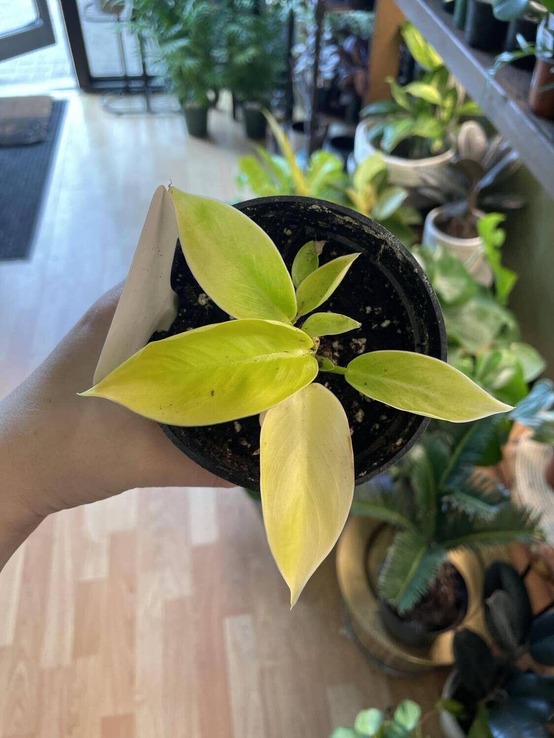 4&quot; Philodendron Imperial Gold