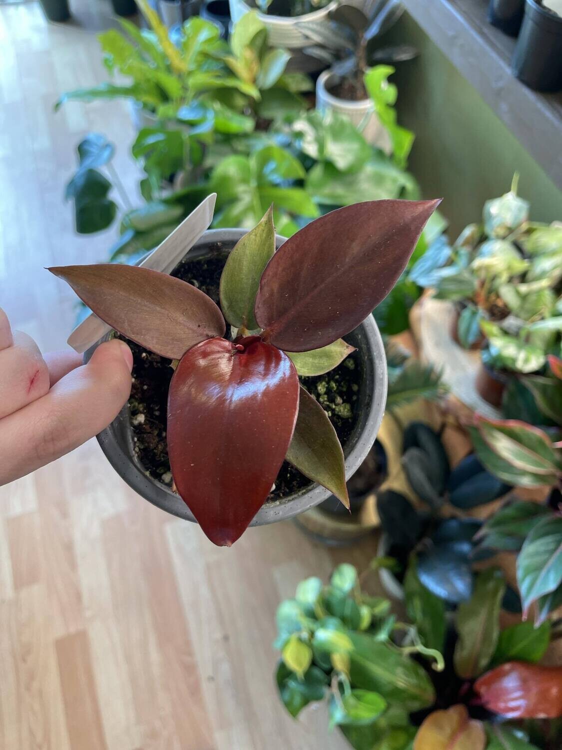 4&quot; Philodendron Sun Red 