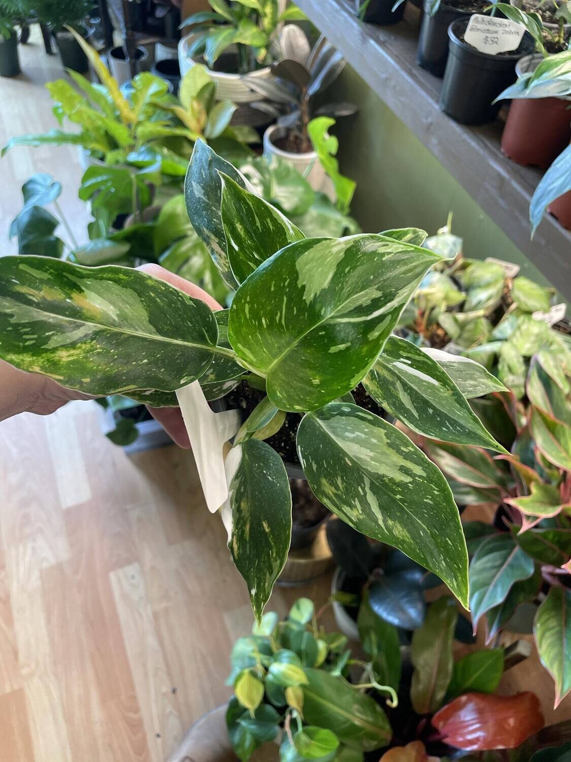 4&quot; Philodendron White Princess