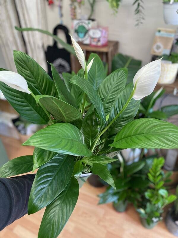 6.5&quot; Spathiphyllum