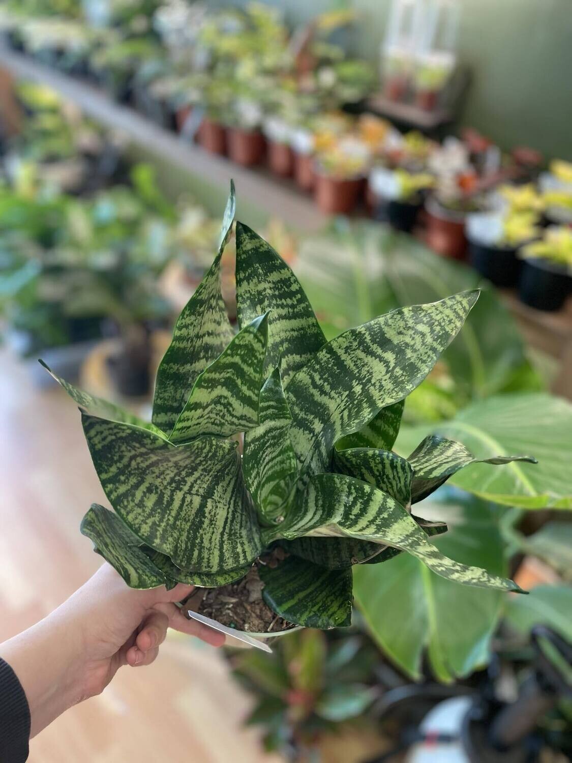 6&quot; Sansaveria  Futura Robusta