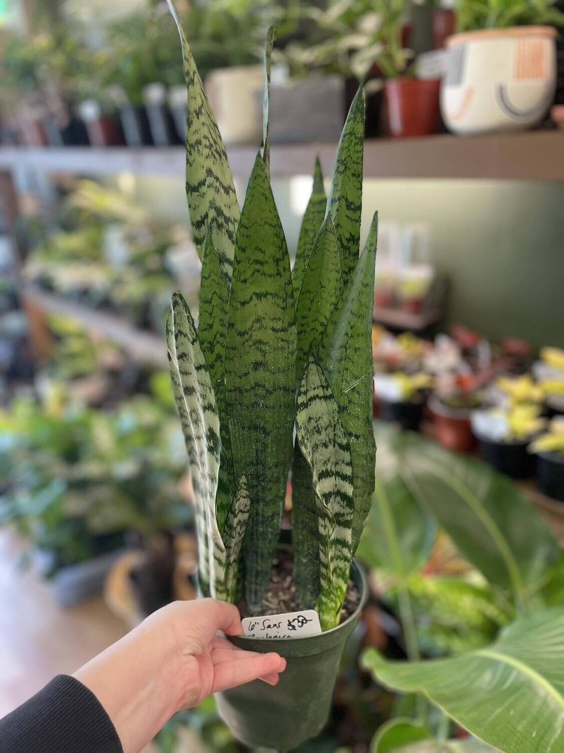 6&quot; Sansaveria Zeylanica