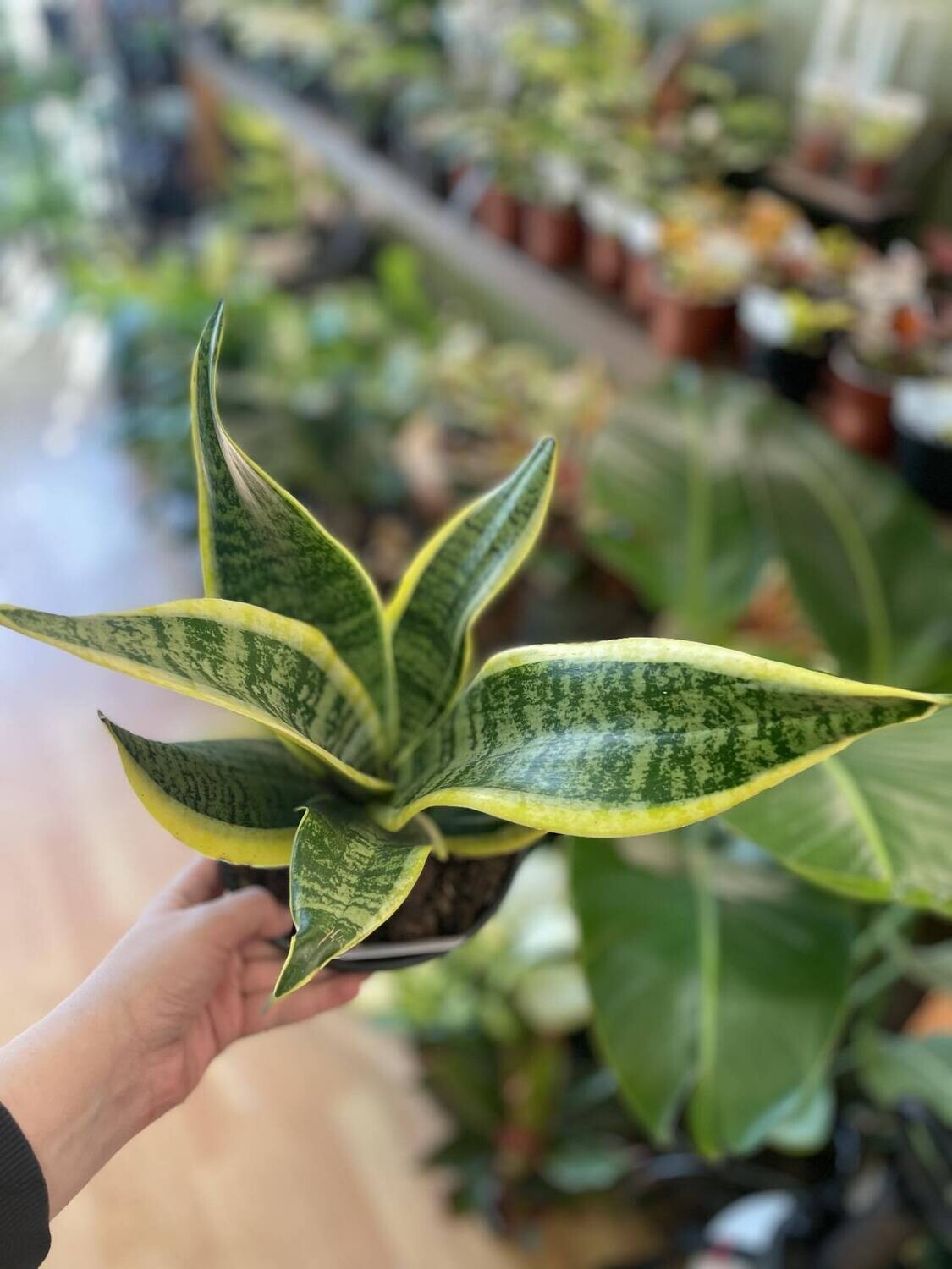 6&quot; Sansaviria Futura Superba