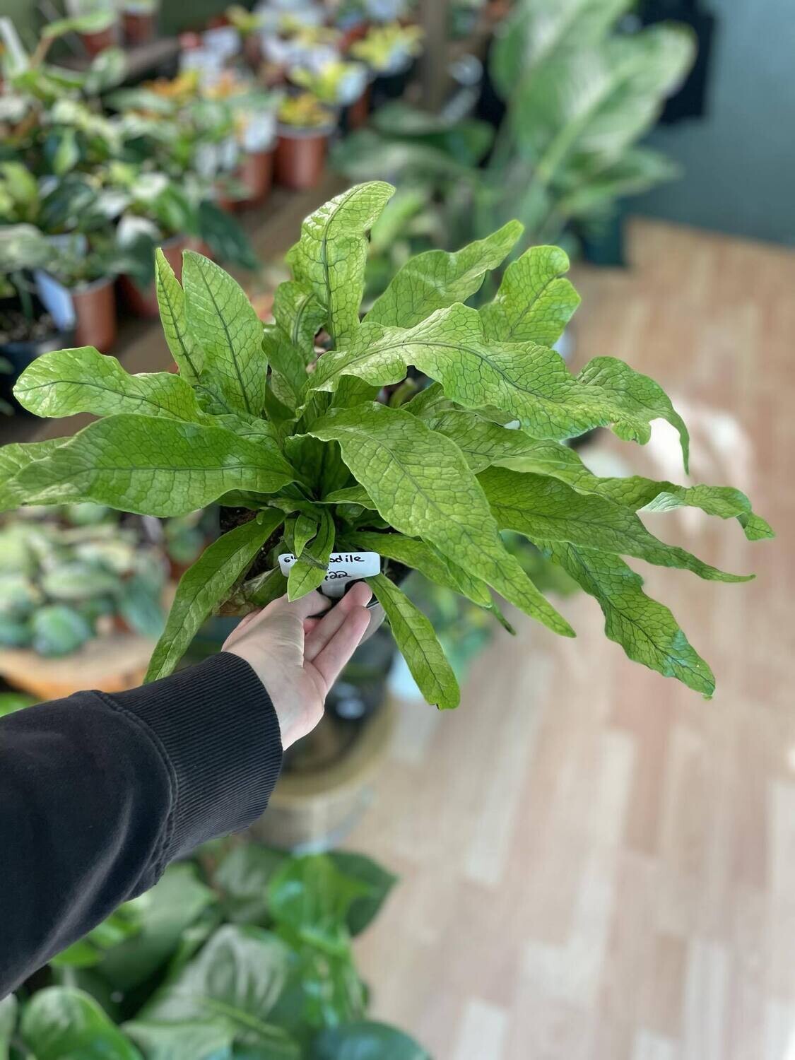 6&quot; Crocodile fern