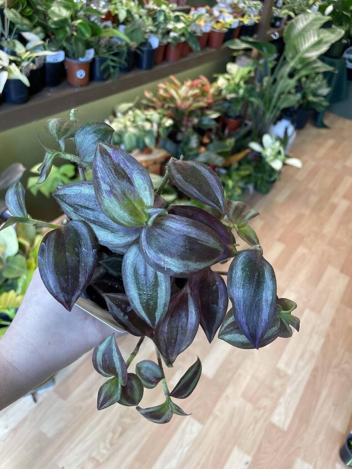 3.5&quot; Tradescantia Purple Vine(Zebrina)