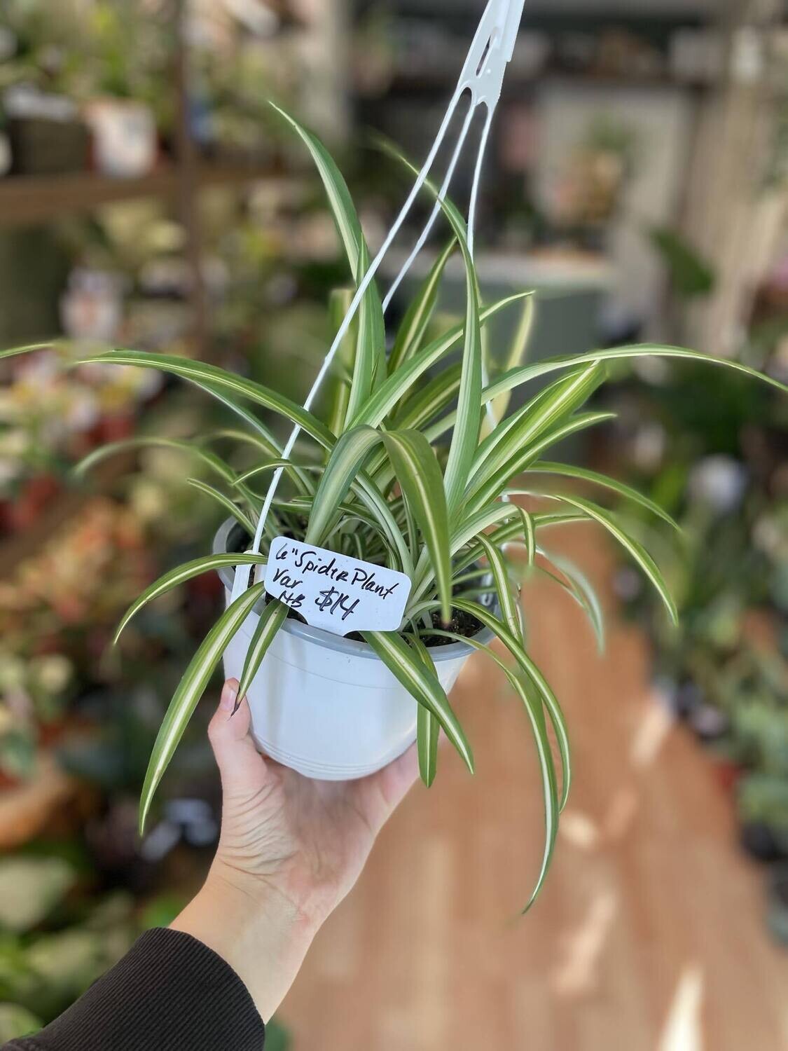 6&quot; Variegated Spider Plant