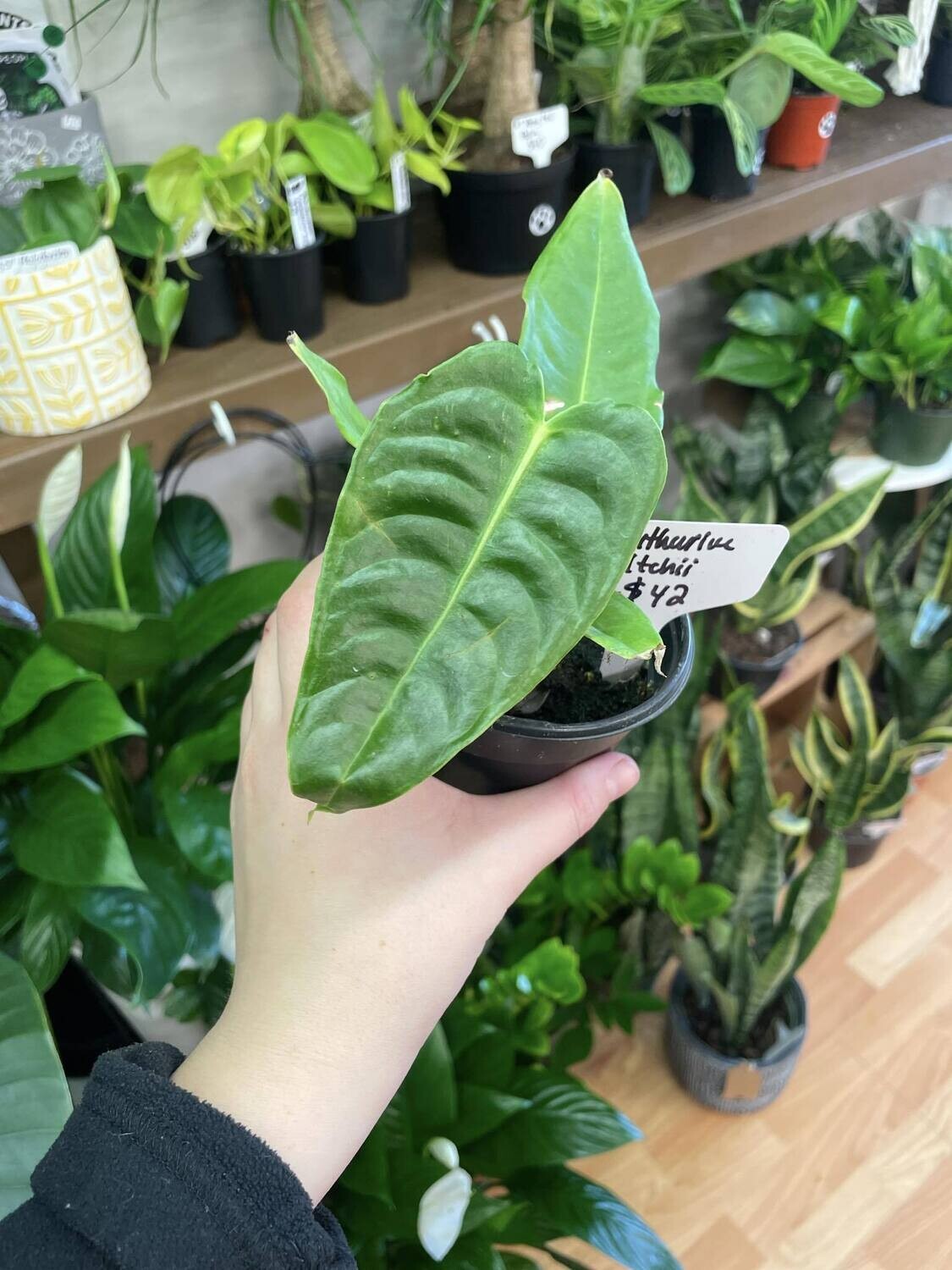 4&quot; Anthurium Veltchii