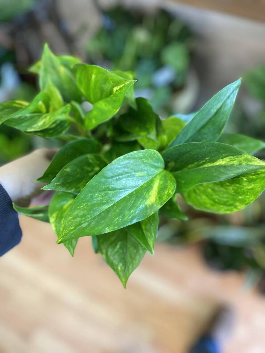 6&quot; Epipremnum Aureum Golden (Pothos)