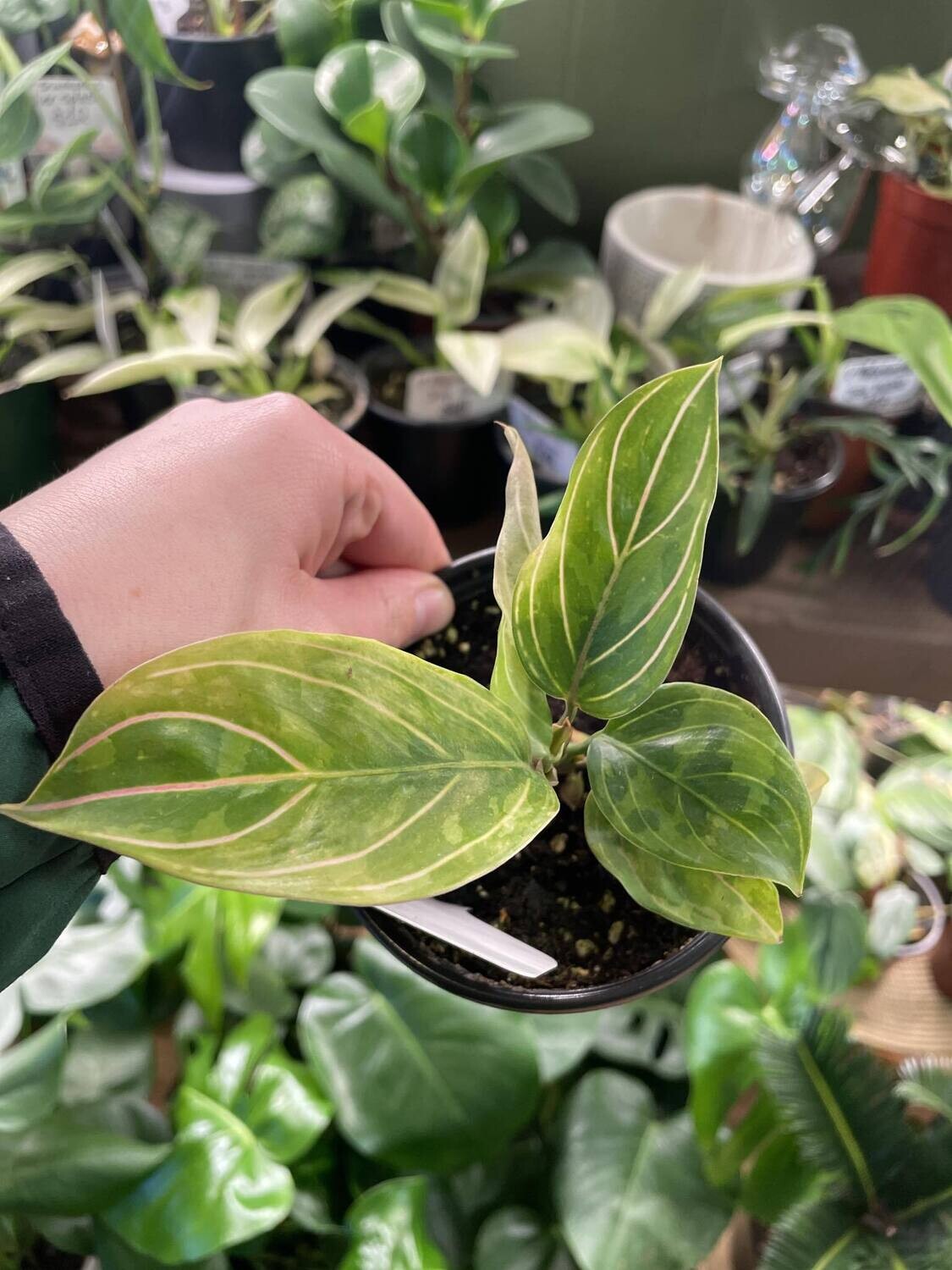 4&quot; Aglaonema Red Army