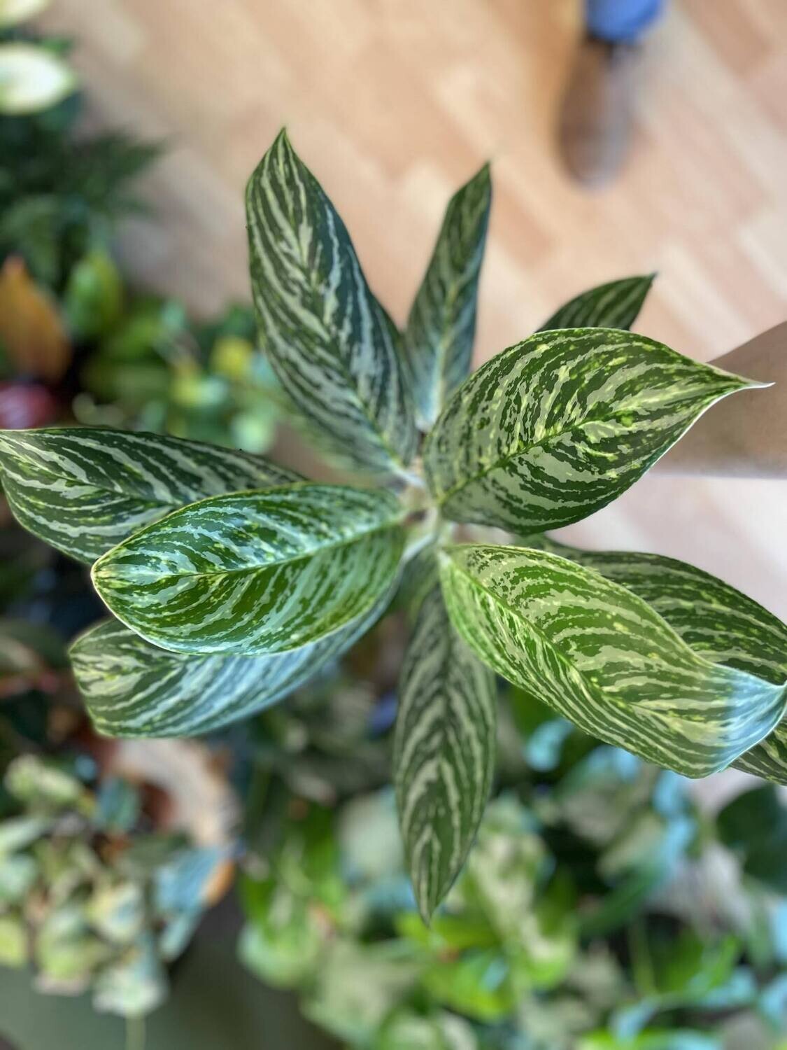 5&quot; Aglaonema Golden Madonna