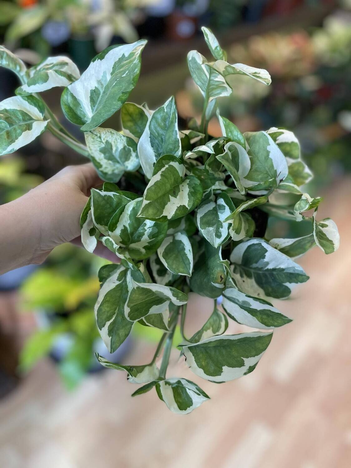 6&quot; Epipremnum Aureum N&#39;joy