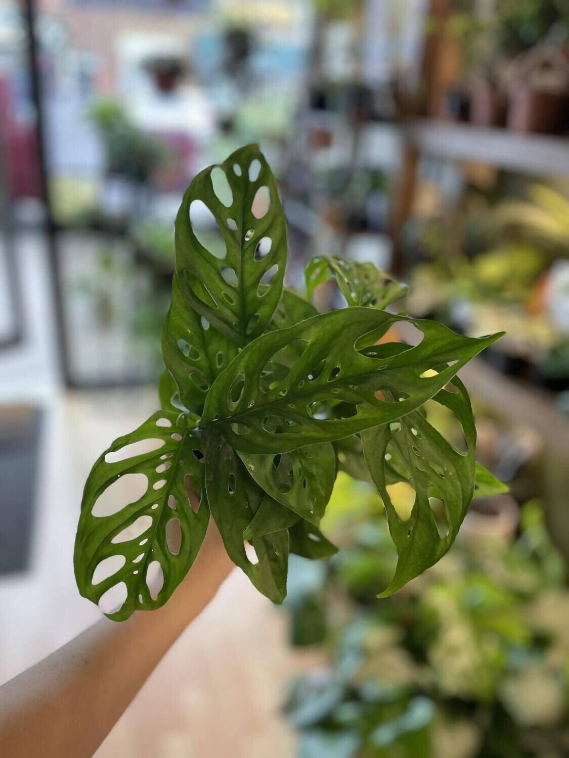 5&quot; Monstera Adasonii &quot;Narrow Form&#39;&#39;