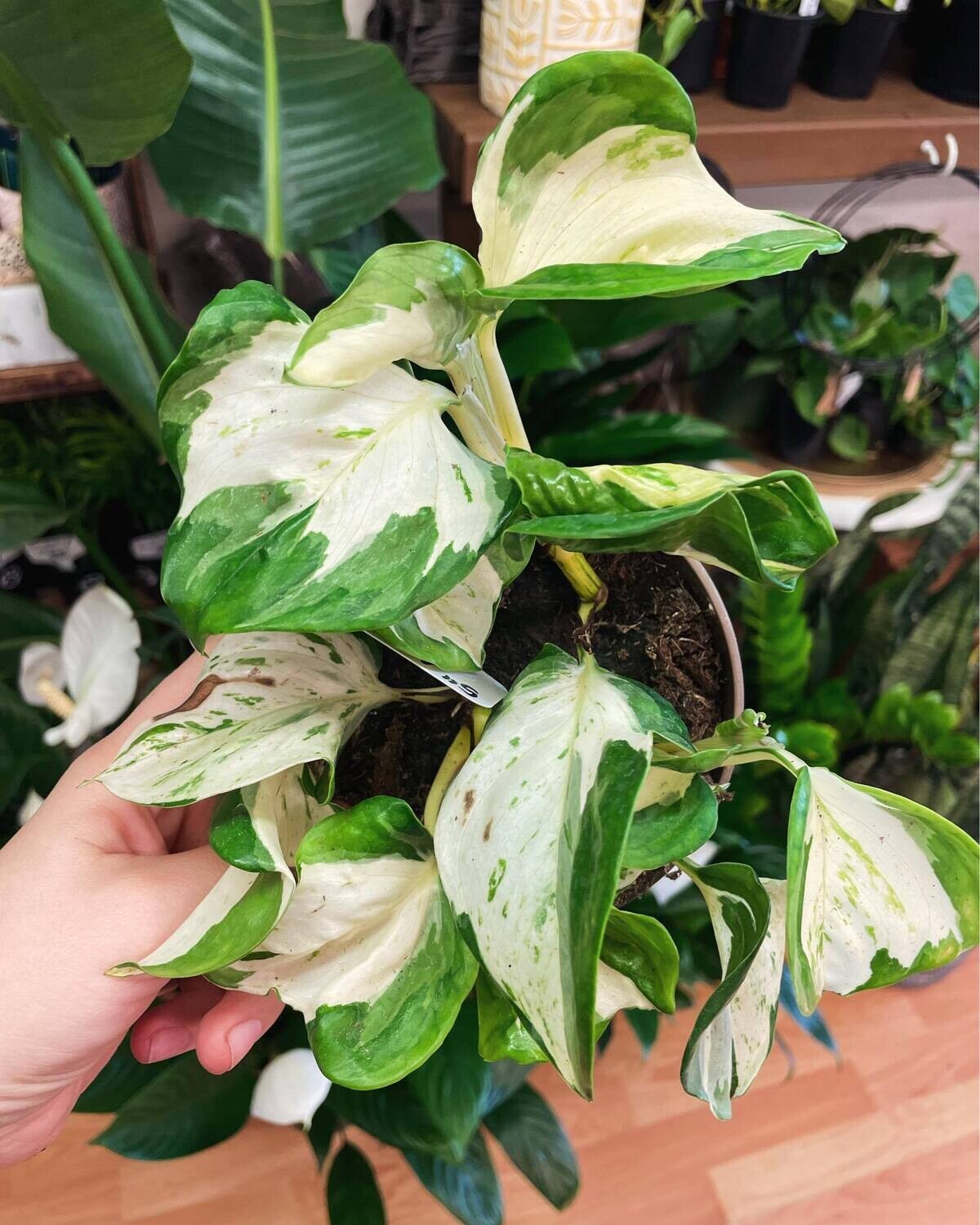 5&quot; Epipremnum Aureum Manjula