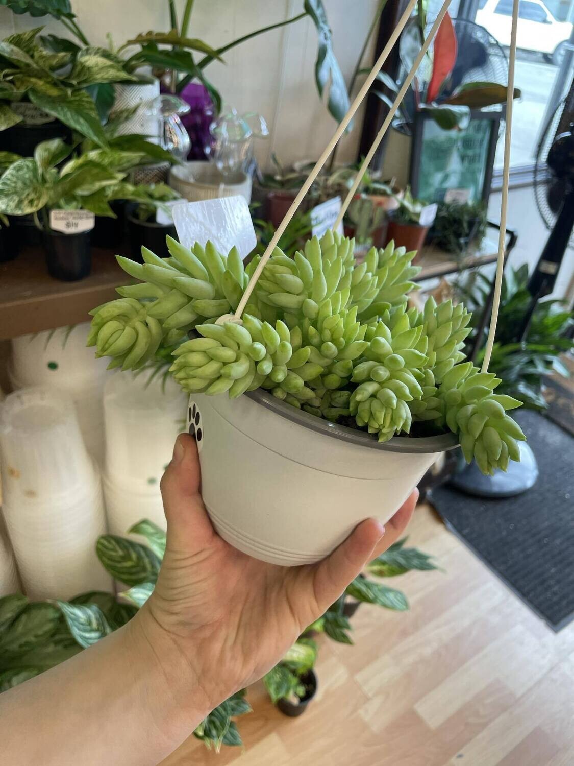 6&quot; Burrow Tail