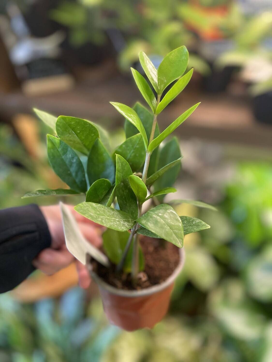 4&quot; ZZ Plant 