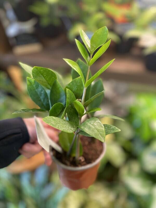 4&quot; ZZ Plant 