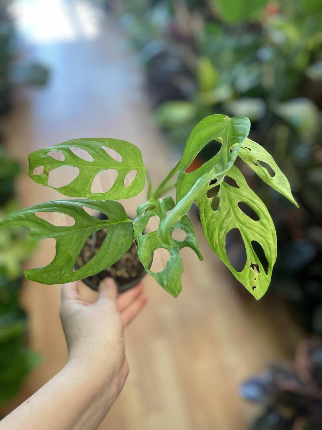 4&quot; Monstera Adansonii Indonesian Marble