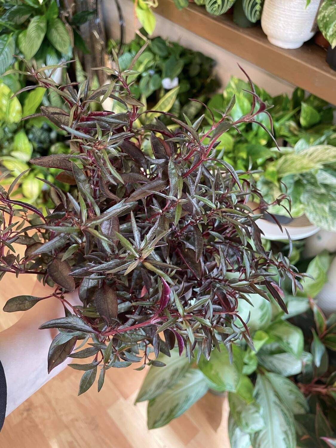 4&quot; Red Threads Alternanthera
