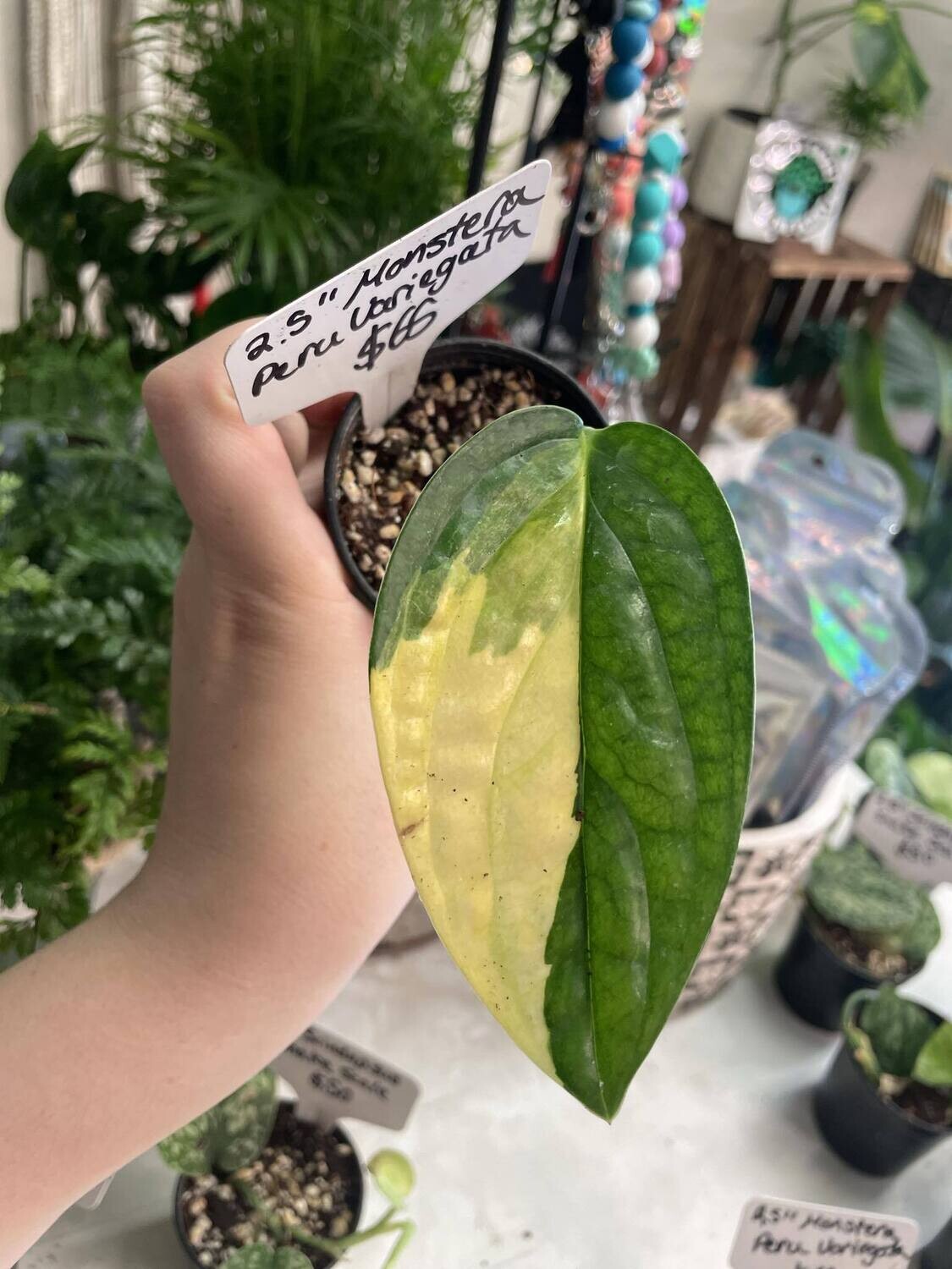 4&quot; Monstera Peru Variegata