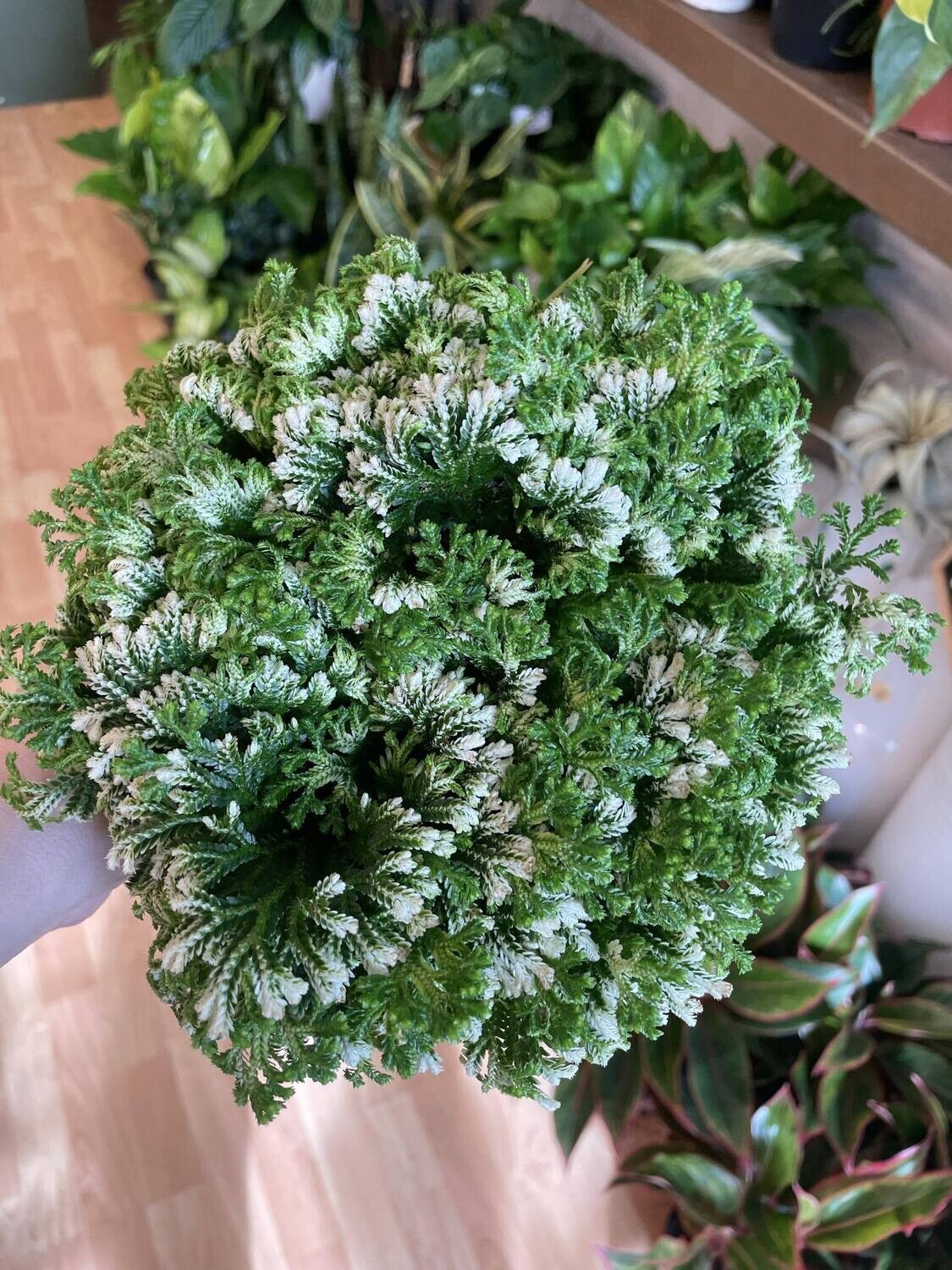 4&quot; Frosted Fern