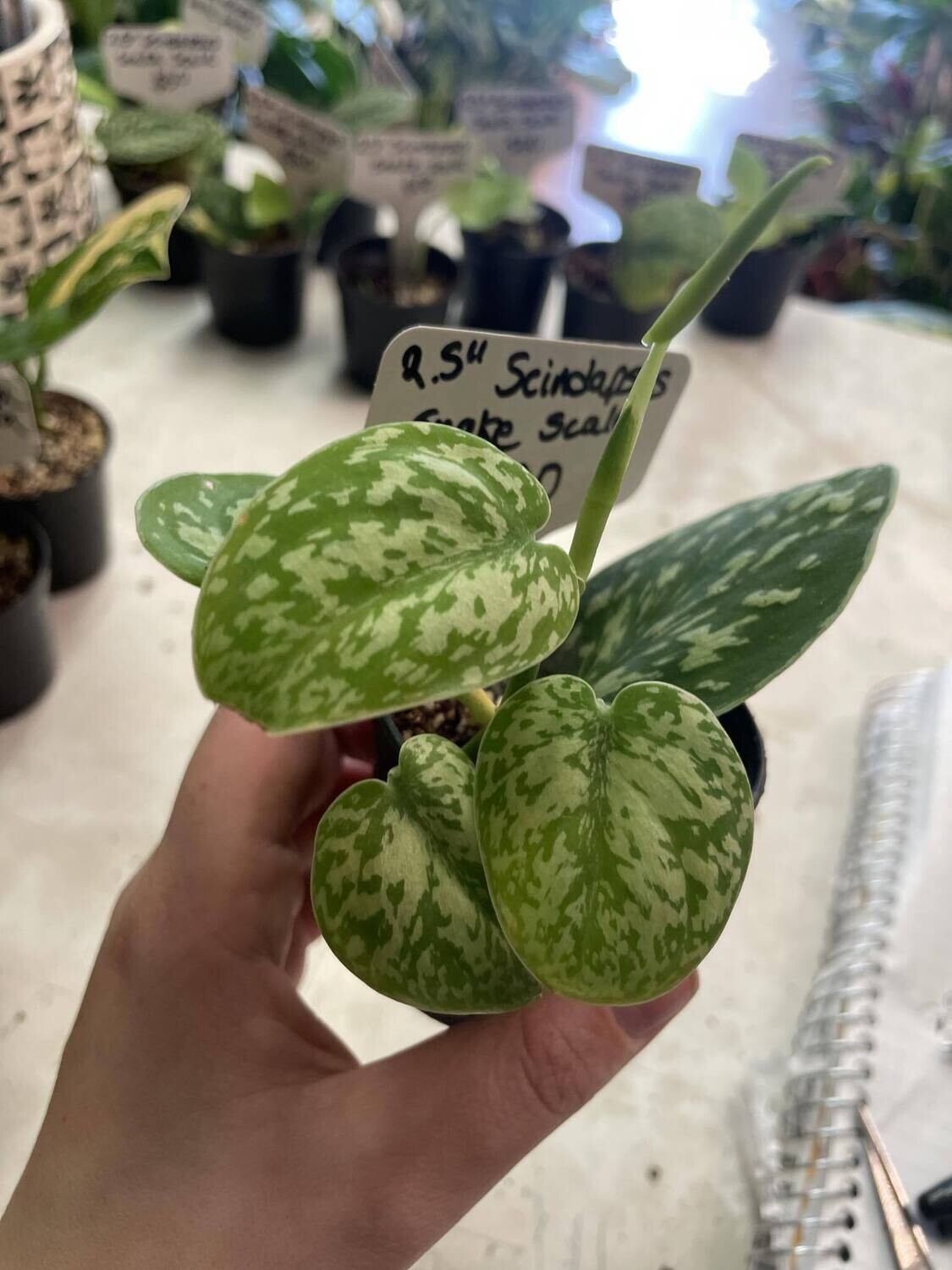 2.5&quot; Scindapsus Snake Scale