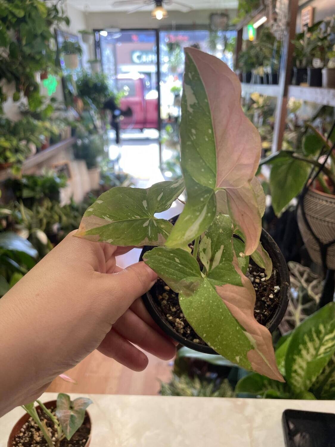 4&quot; Syngonium Red Spot Trio Colour