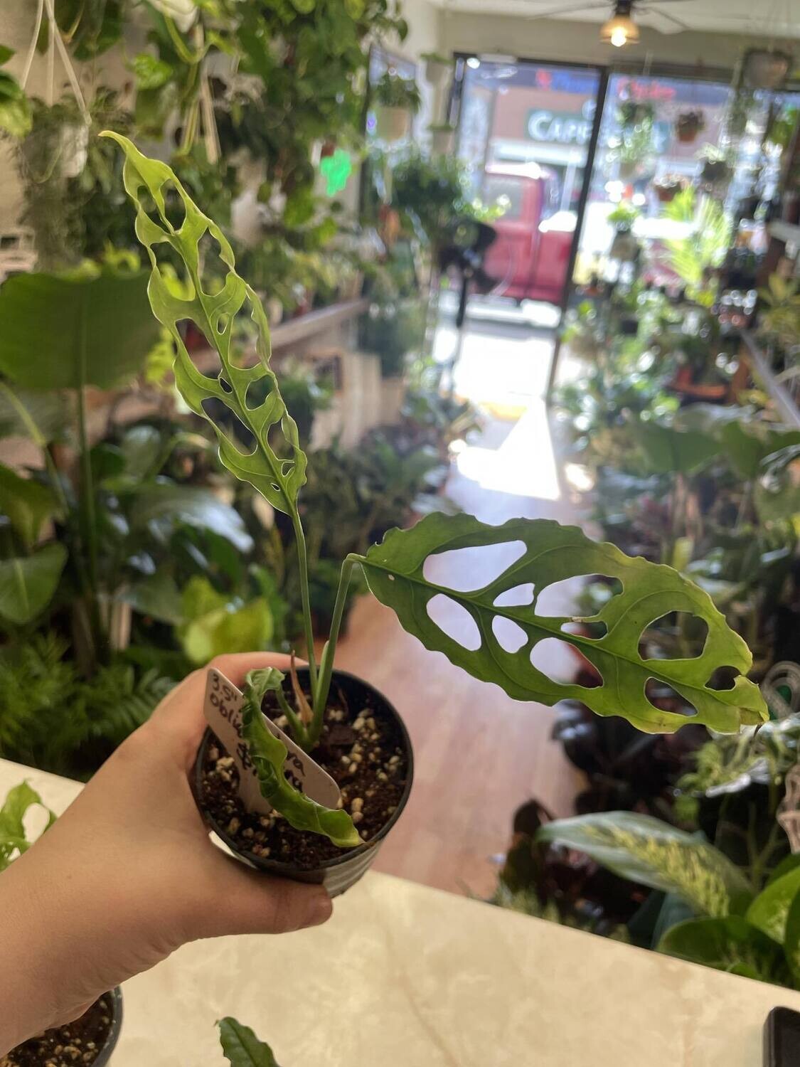 4&quot; Monstera Obliqua Peru