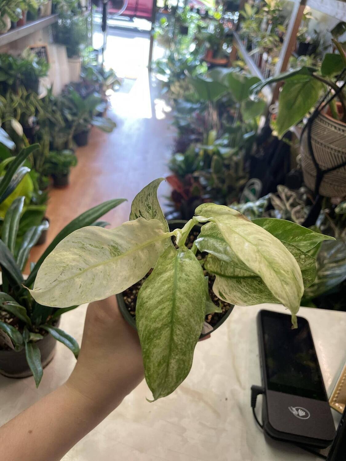 4&quot; Rhaphidophora Puberula