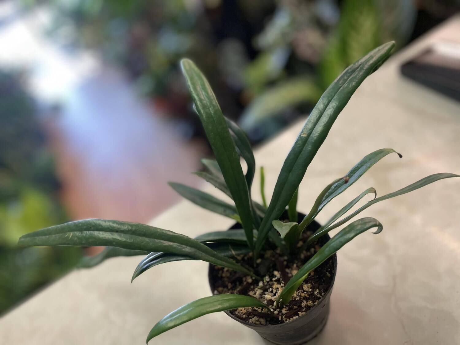 4&quot; Blue Oil Fern