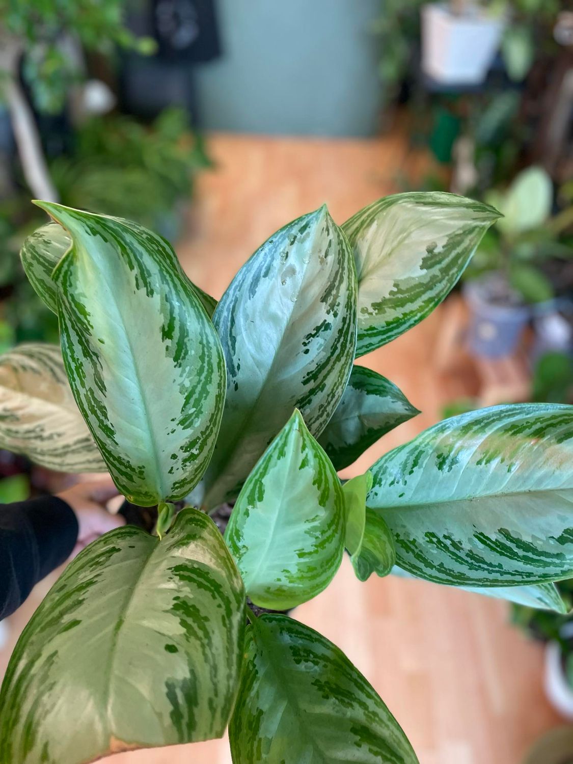 8&quot; Aglaonema Silver Bay