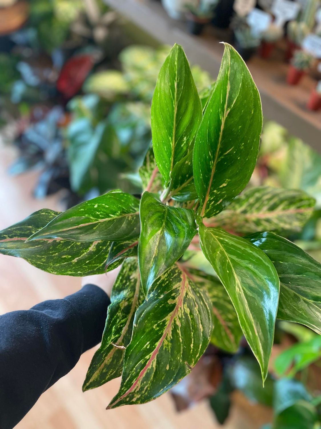 6&quot; Aglaonema Sparkling Sarah