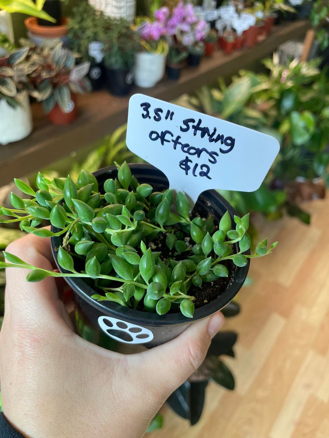 3.5&quot; String of Tears