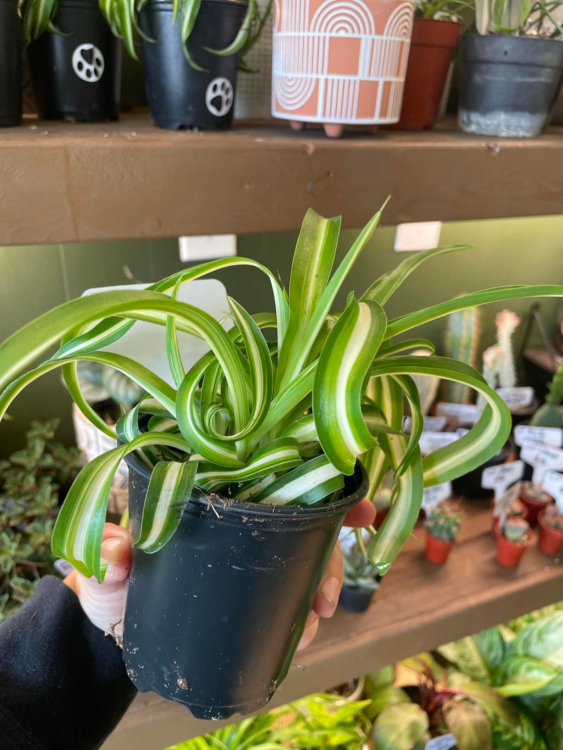 4&quot; Bonnie Spider Plants