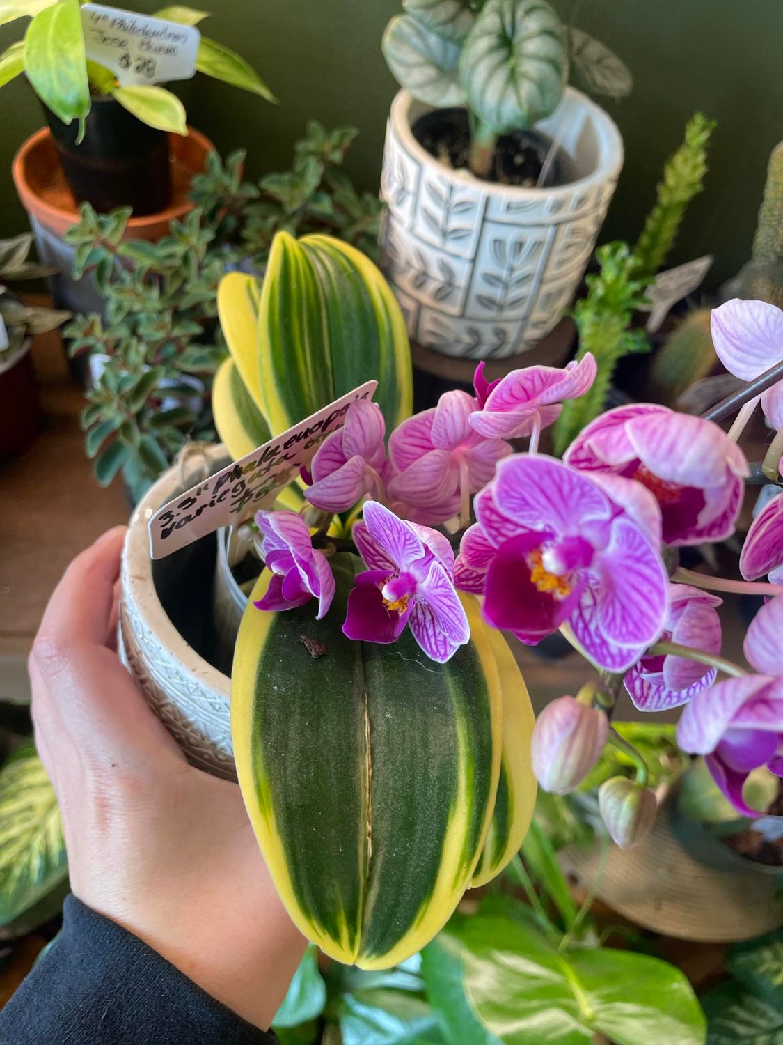 3.5&quot; Phalaenopsis Orchid Variegata
