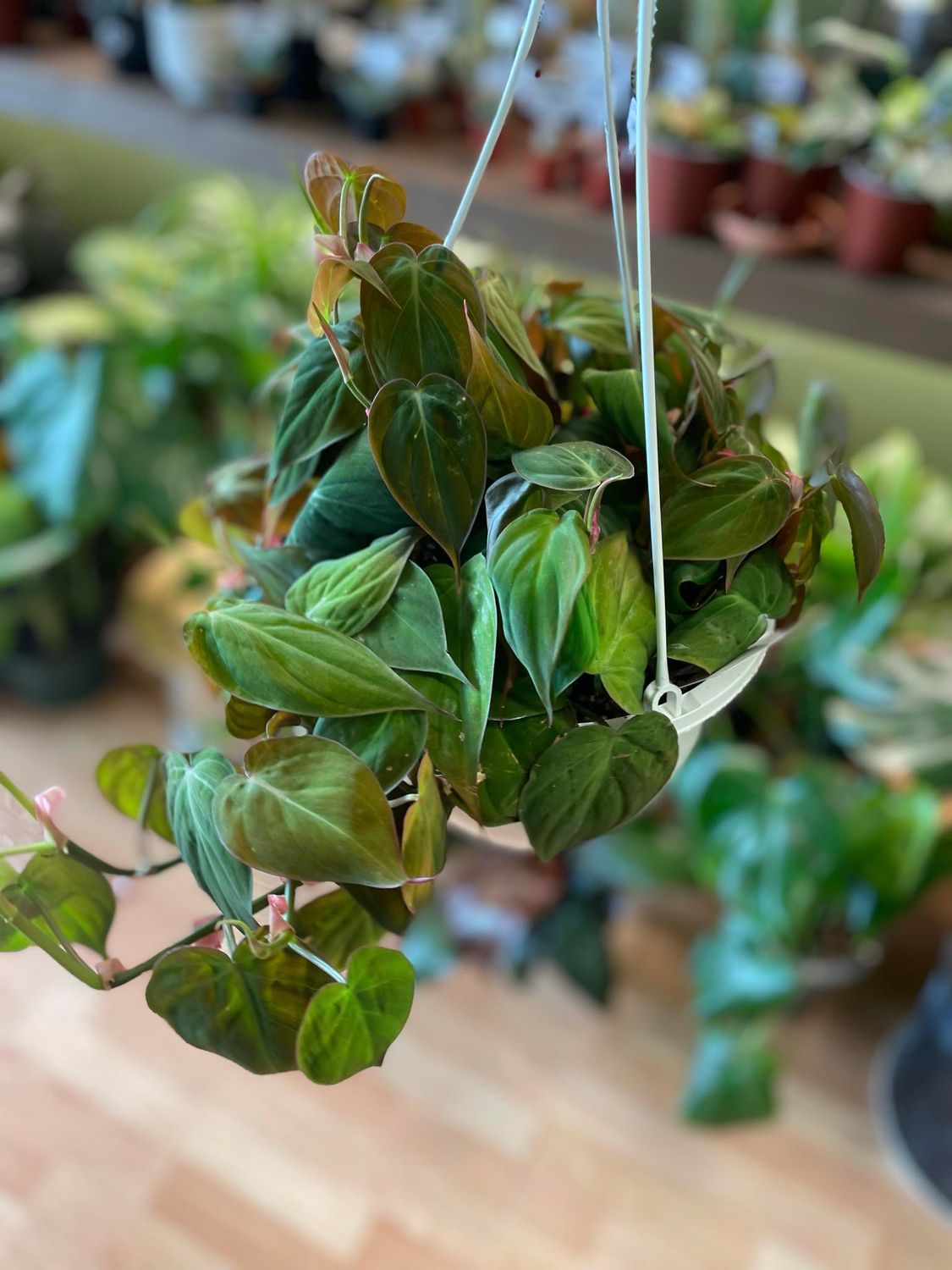 8&quot; Philodendron Micans 