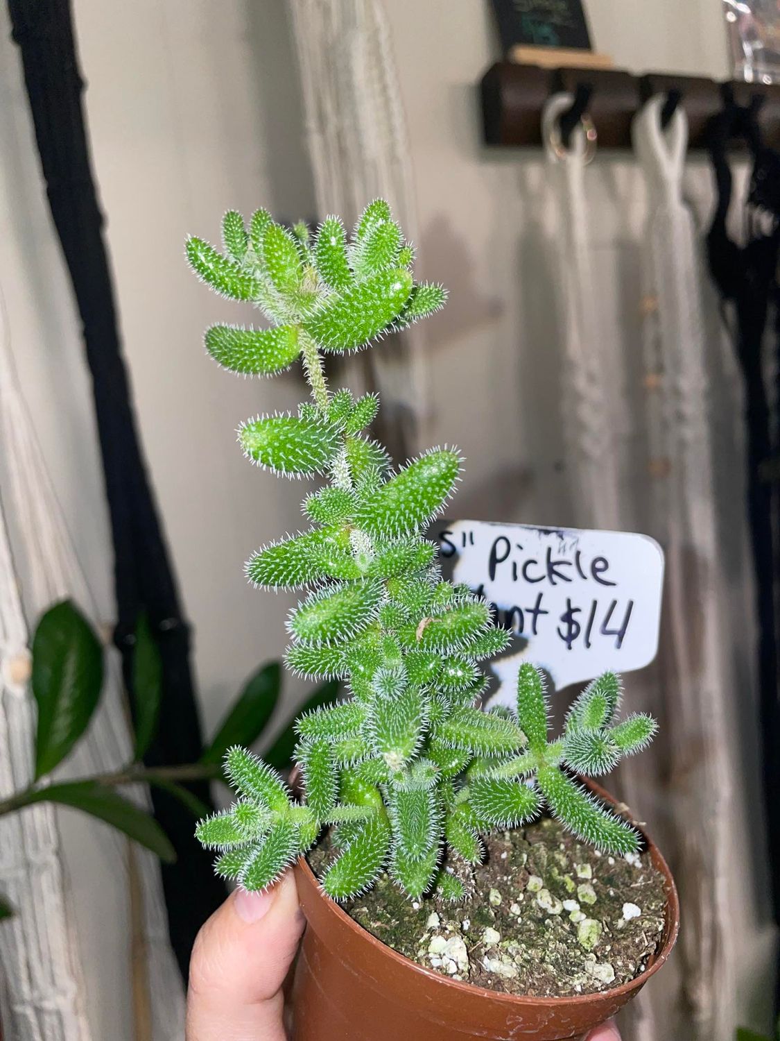 4&quot; Pickle Plant