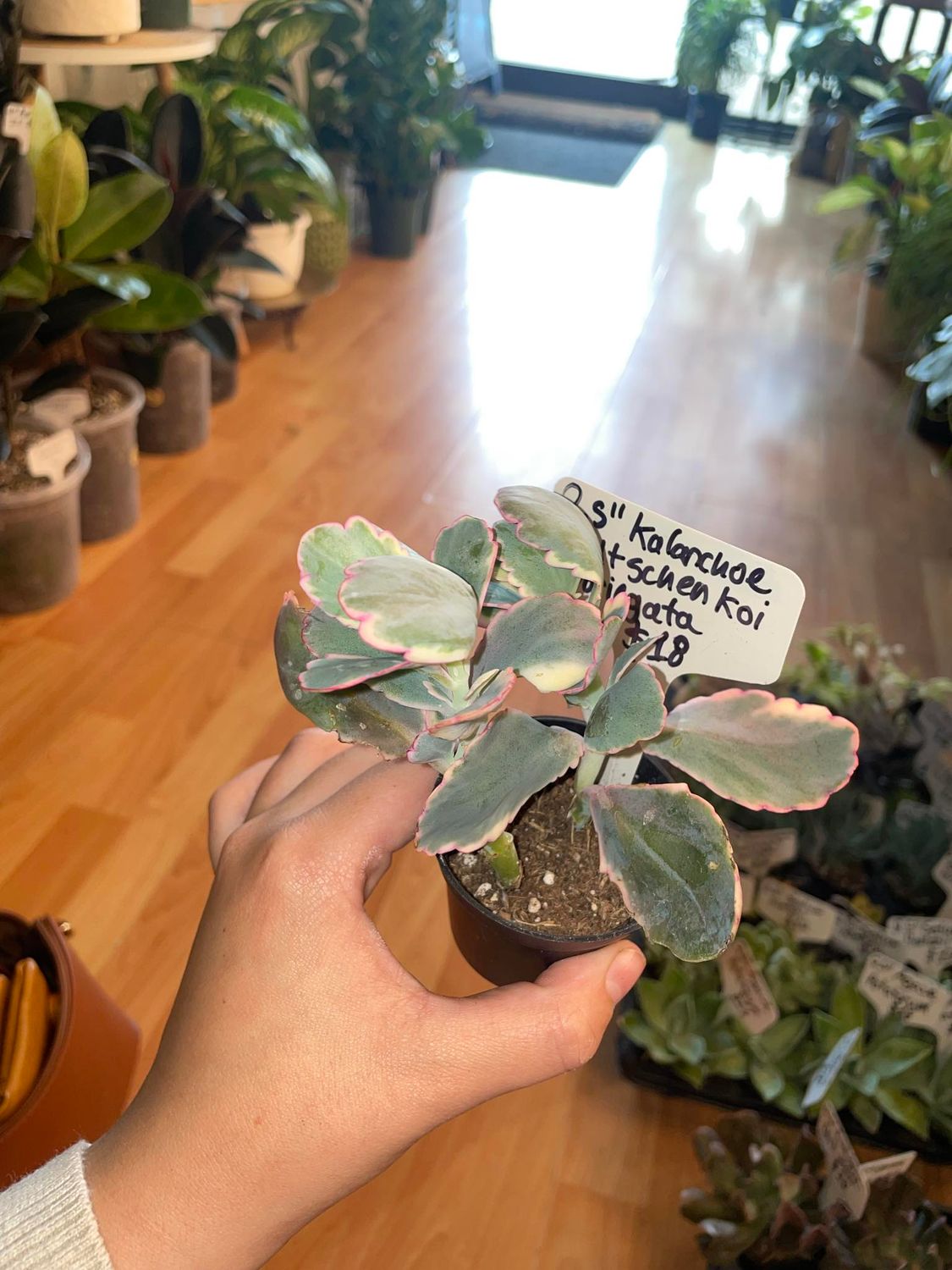 2.5&quot; Kalanchoe Fedtschenkoi Variegata