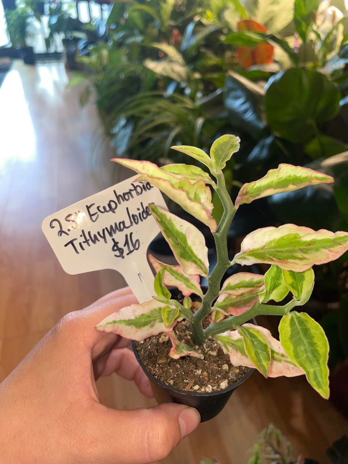 2.5&quot; Euphorbia Tithymaloides