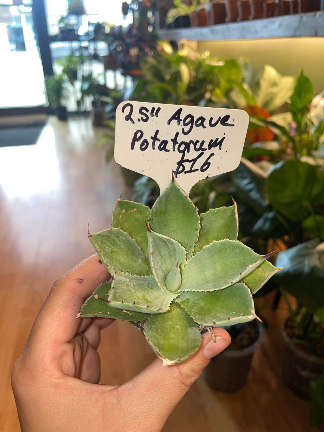 2.5&quot; Agave Potatorum 