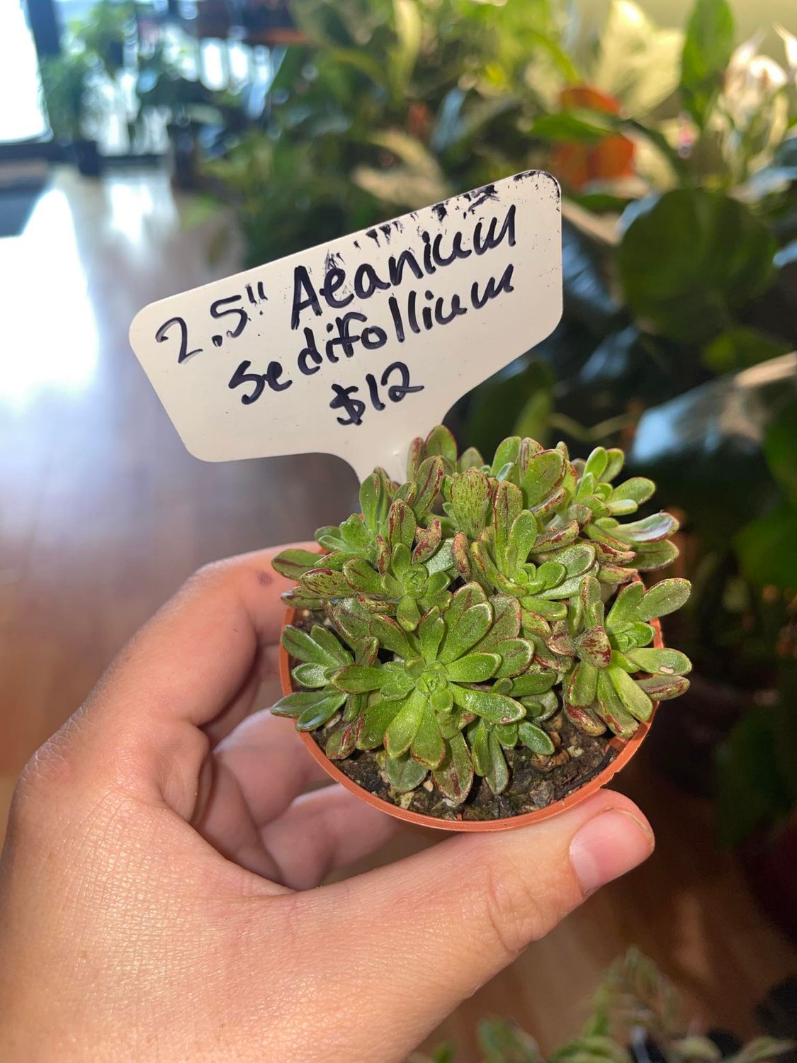 2.5&quot; Aeanium Sedifollium