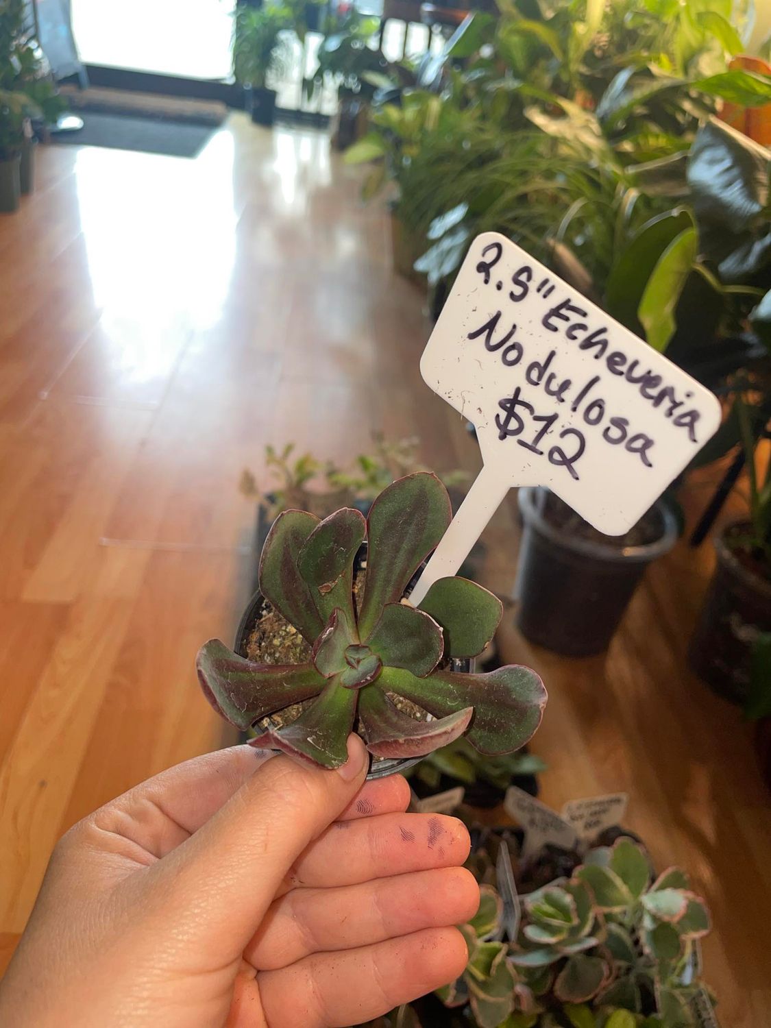 2.5&quot; Echeveria Nodulosa