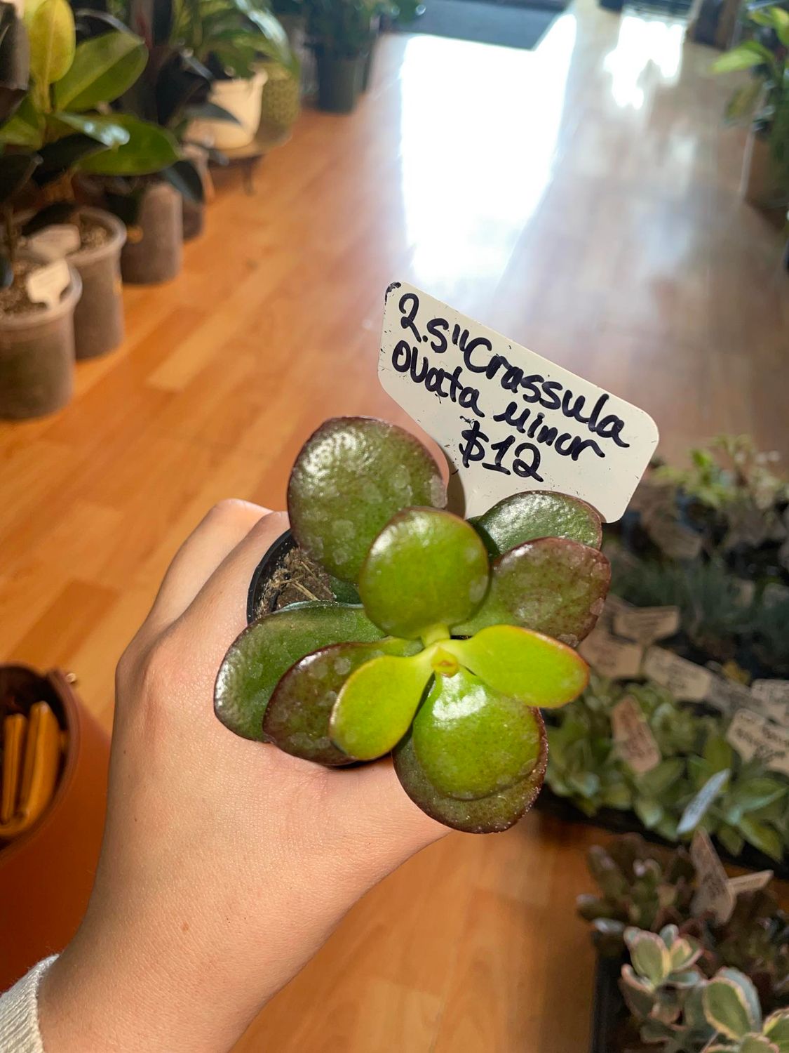 2.5&quot; Crassula Ovata Minor