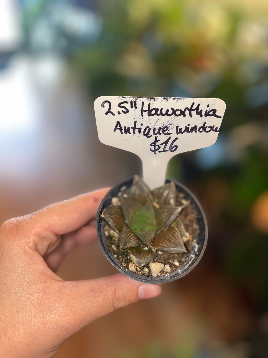2.5&quot; Haworthia Antique Window