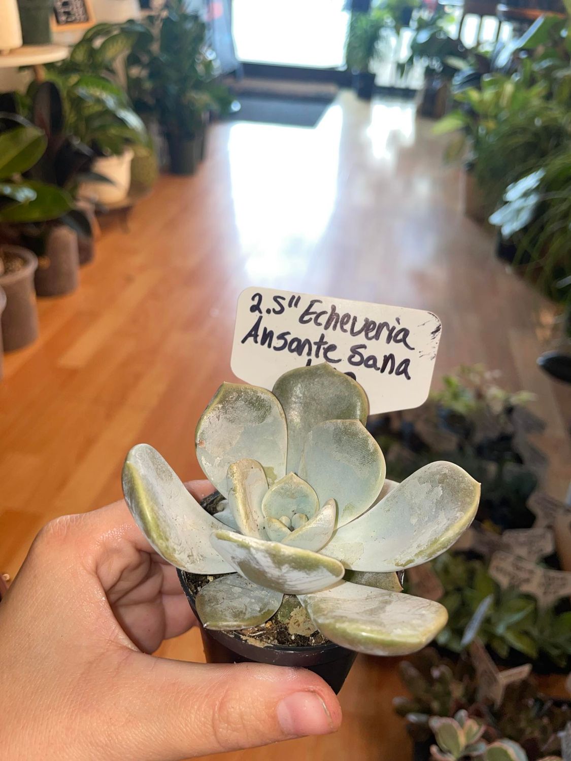 2.5&quot; Echeveria Ansante Sana