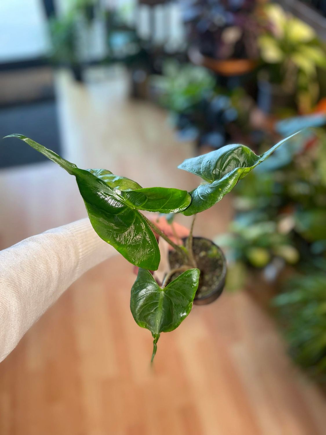 4&quot; Alocasia String Ray