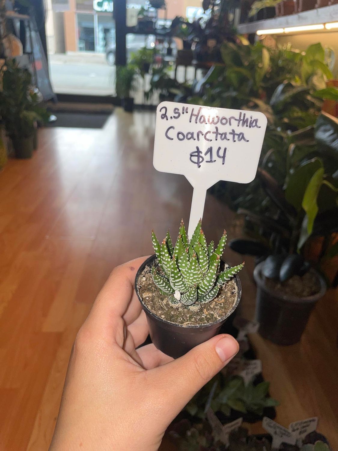 2.5&quot; Haworthia Coarctata